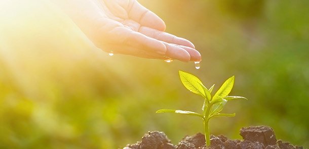Hand watering a sprouting tree. Environment