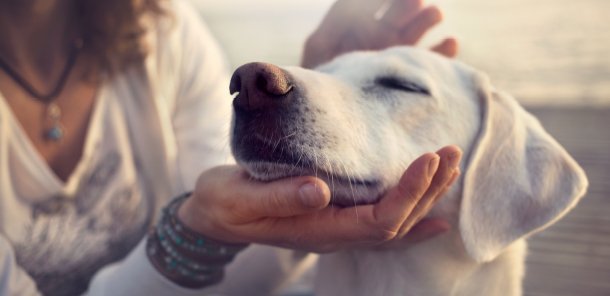 Our Animal Welfare directory will help you find pet and animal charities in your area. If you are looking for a pet to adopt, pet health or welfare advice you can find it here. Search by animal type or location.