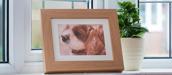 Pet Photo Memorials
